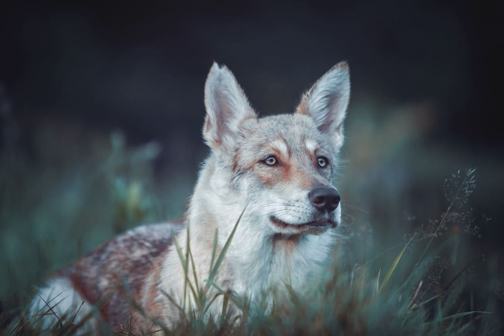 Это собака вервольф