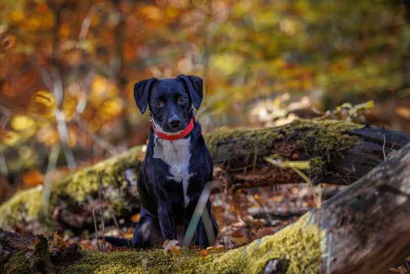Паттердейл-терьер осенью в лесу