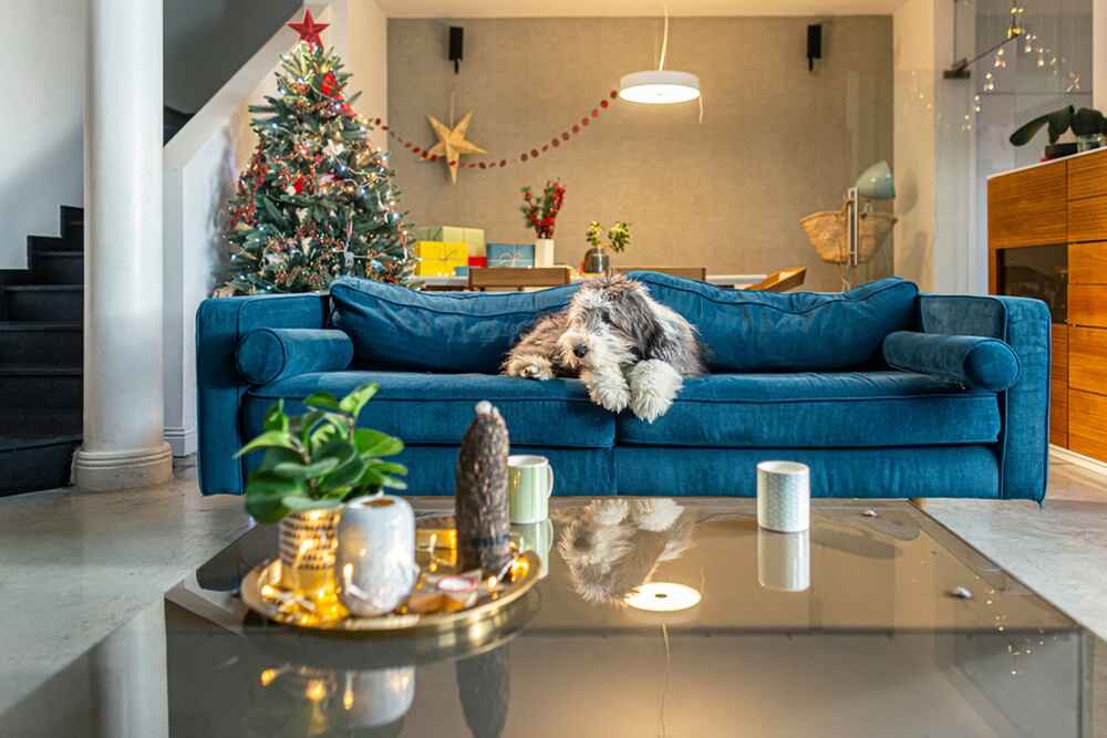 Бородатый колли отдыхает