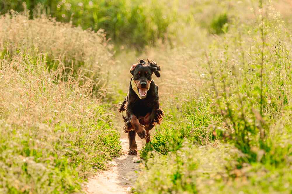 Изображениe — Шотландский сеттер бежит Шотландский сеттер бежит
