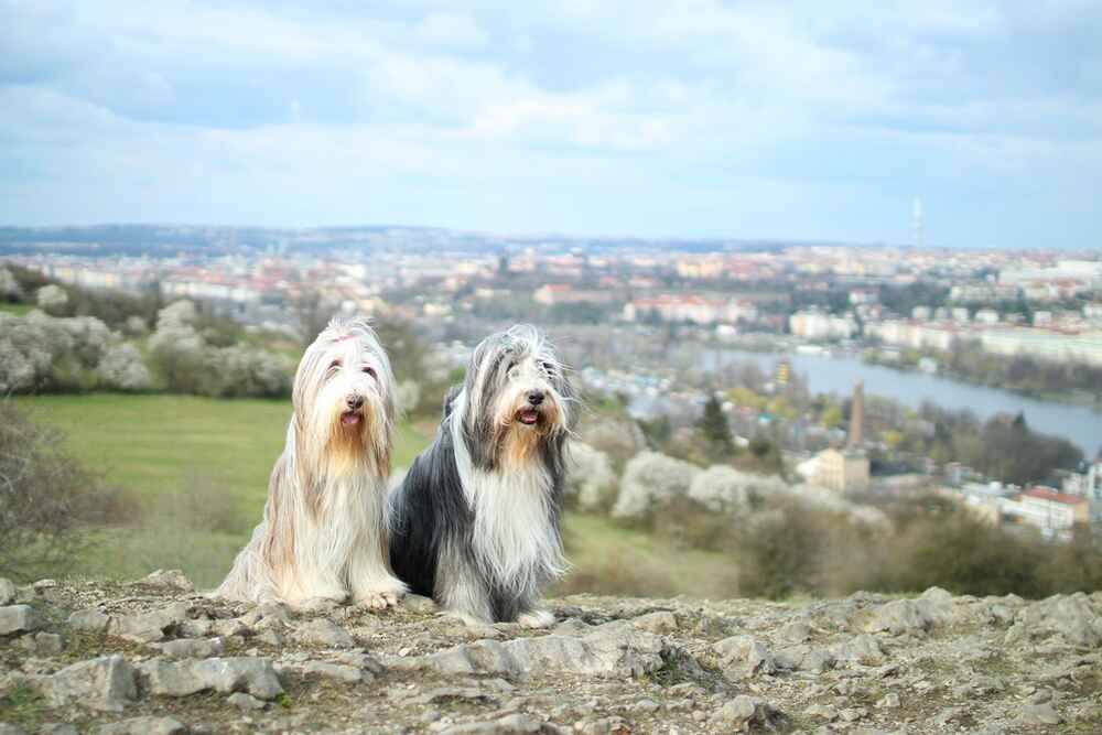 Два бородатых колли сидят