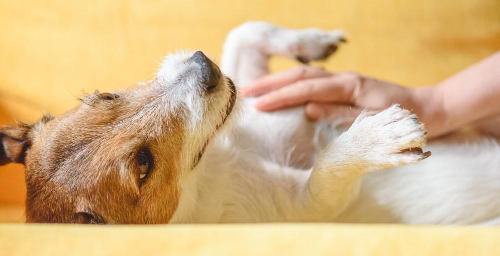 Мочекаменная болезнь у собак: симптомы и лечение
