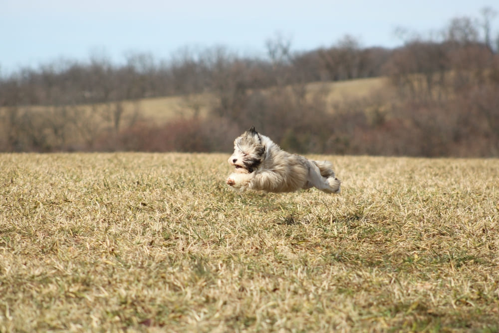 Малая львиная собака бежит