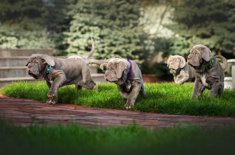 Щенки мастино неаполитано