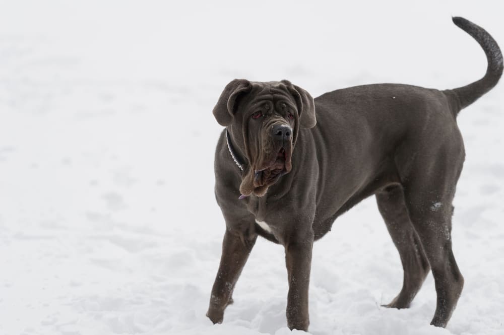 Неаполитанский мастиф зимой
