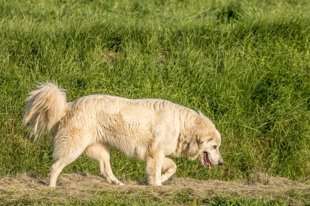Пиренейская горная собака идет вперед