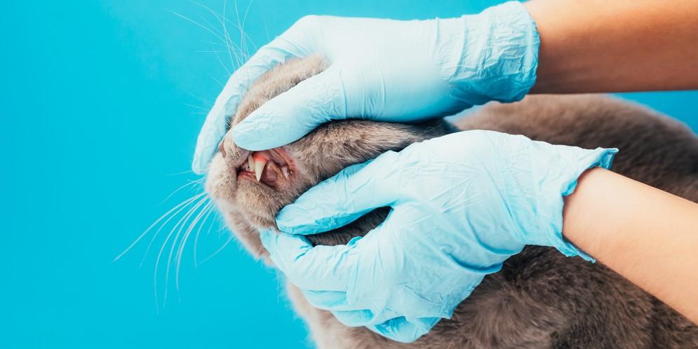 Гингивит, или воспаление десен, у кошек