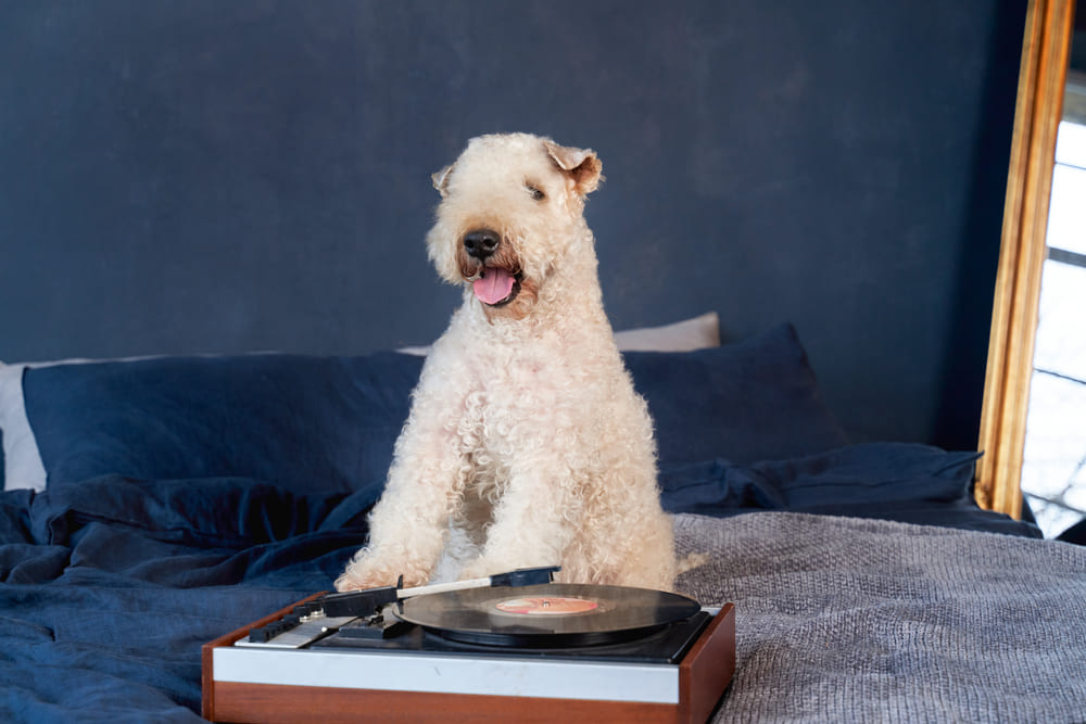 Это ирландский мягкошерстный пшеничный терьер