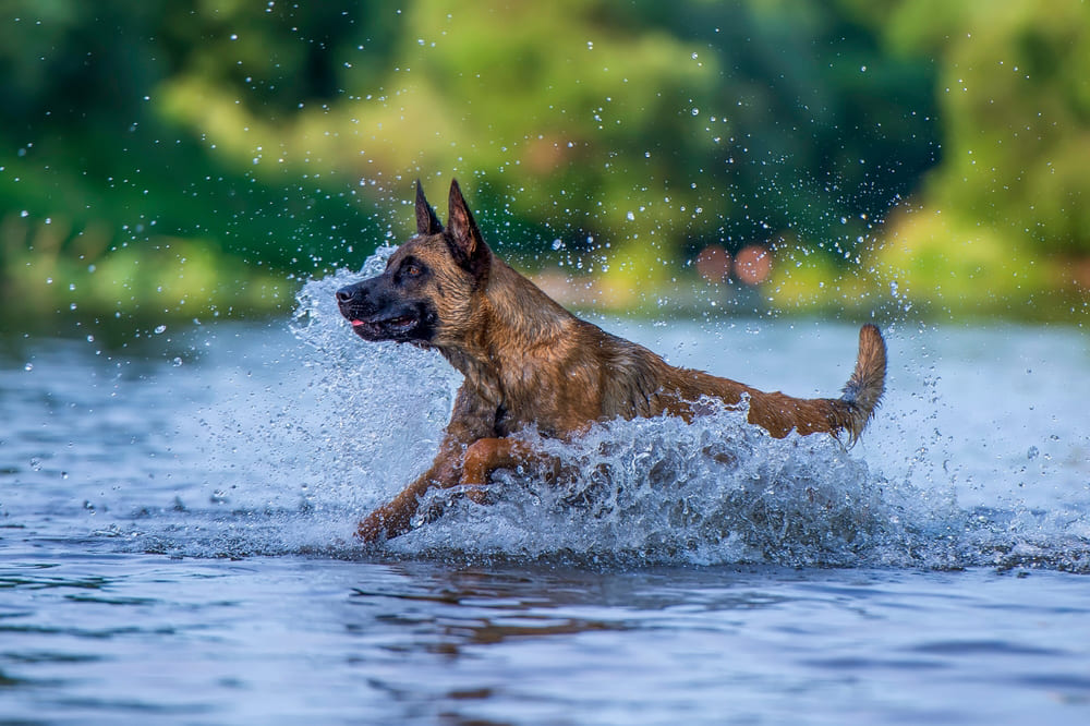 Характеристика собак породы малинуа можно найти в стандарте