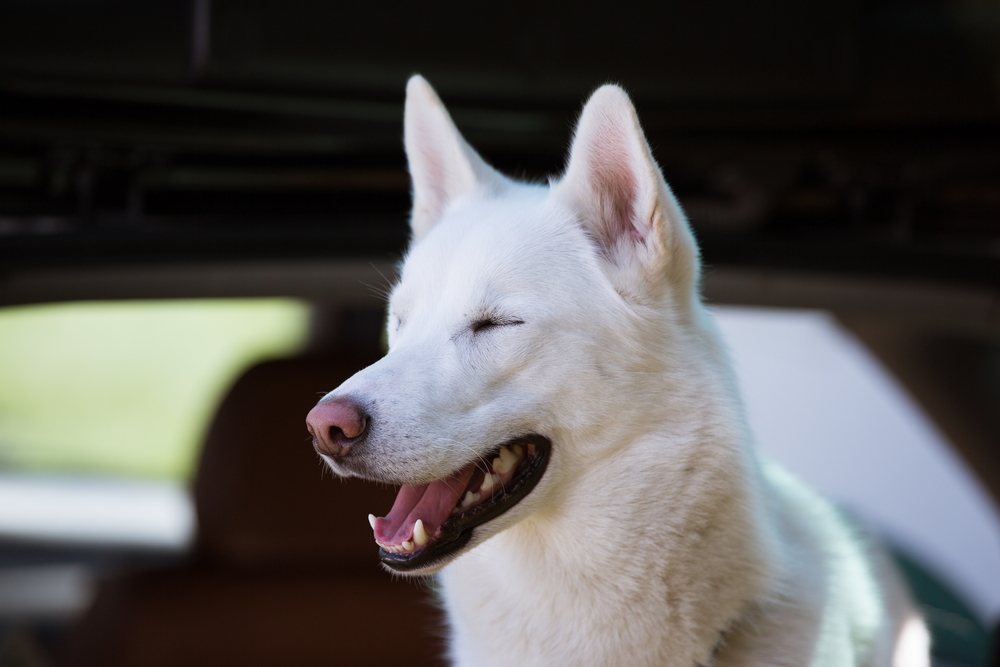 Белый хаски моргнул