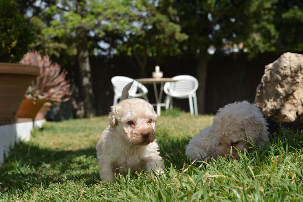 Два щенка испанской водяной собаки