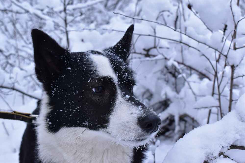 Восточно-сибирская лайка в зимнем лесу