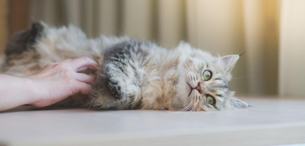 Колит у кошек, его симптомы и лечение