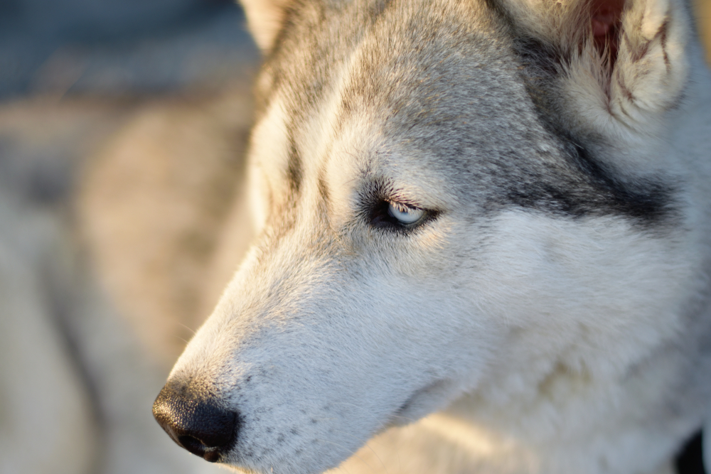 Белый хаски с пятнами