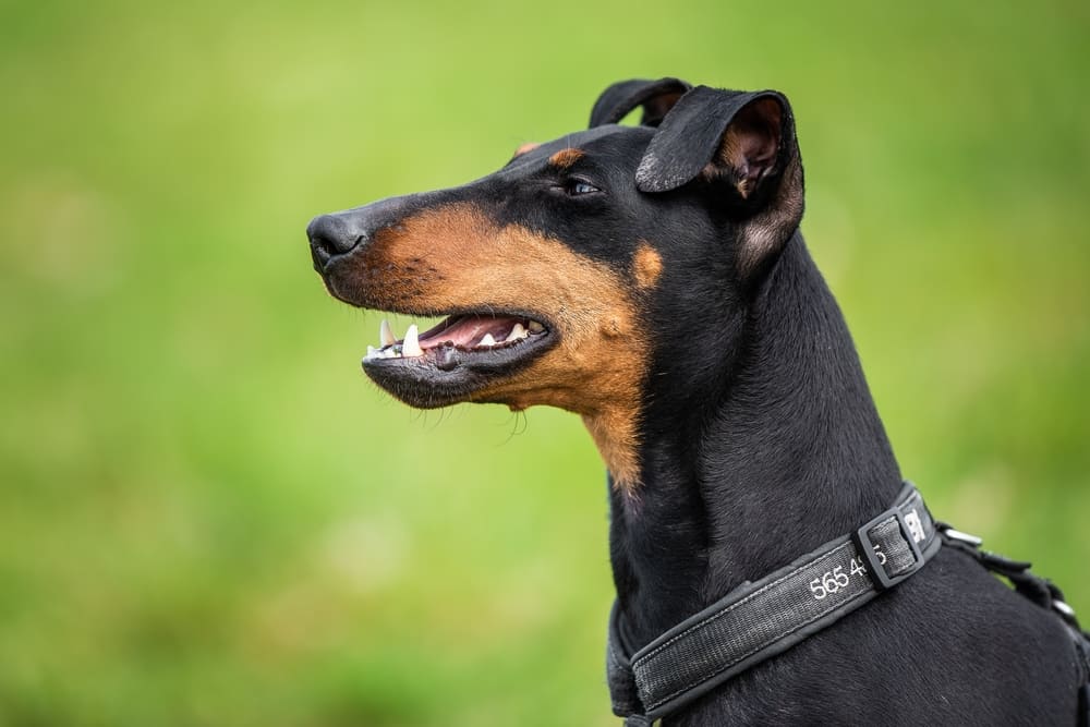 Манчестер-терьер в профиль