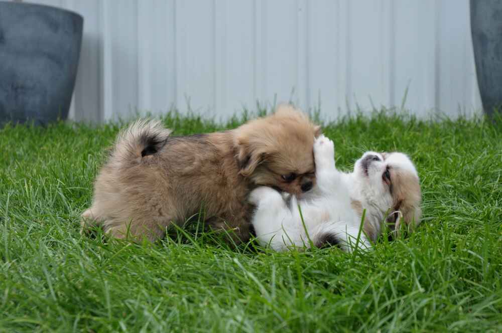 Играющий тибетский спаниель