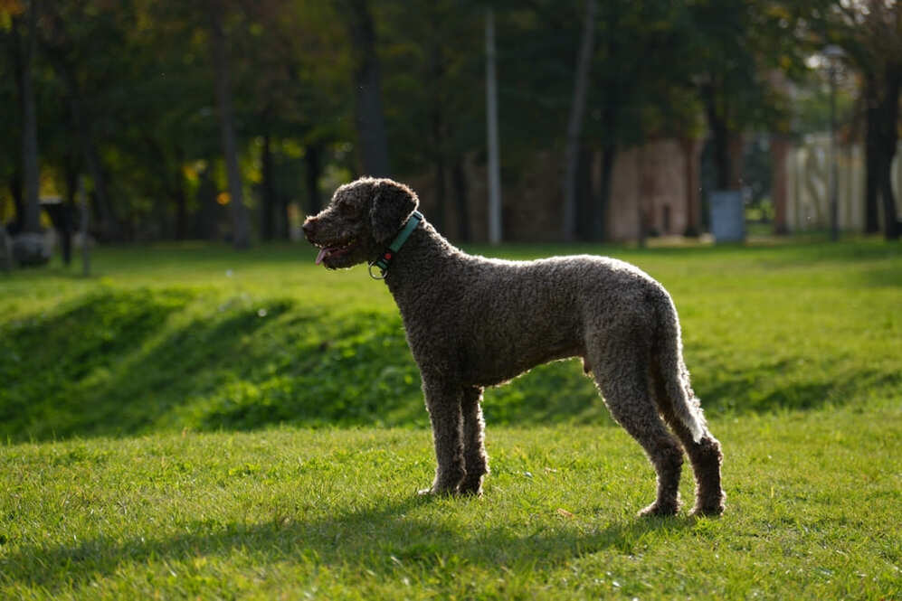 Изображениe — Лаготто романьоло Лаготто романьоло