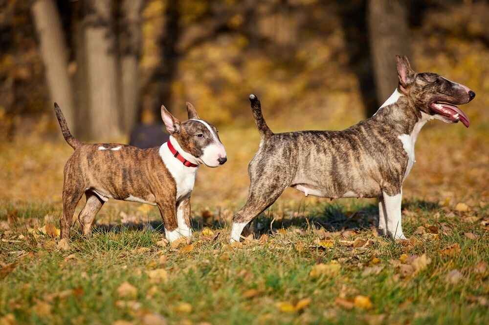 Два миниатюрных бультерьера осенью