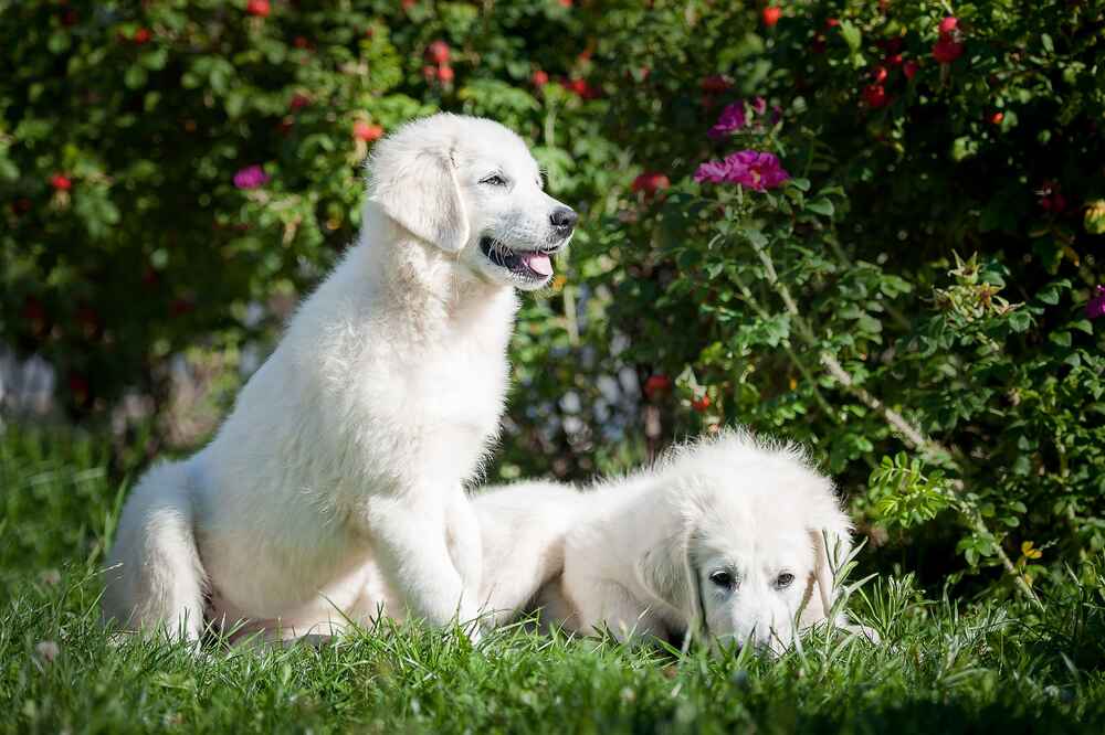 Словацкий чувач на зеленой поляне