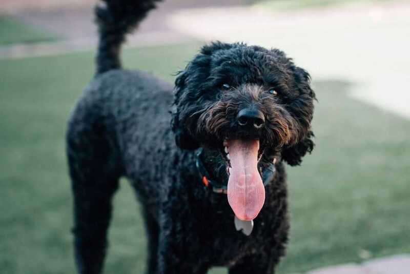 Барбет высунул язык