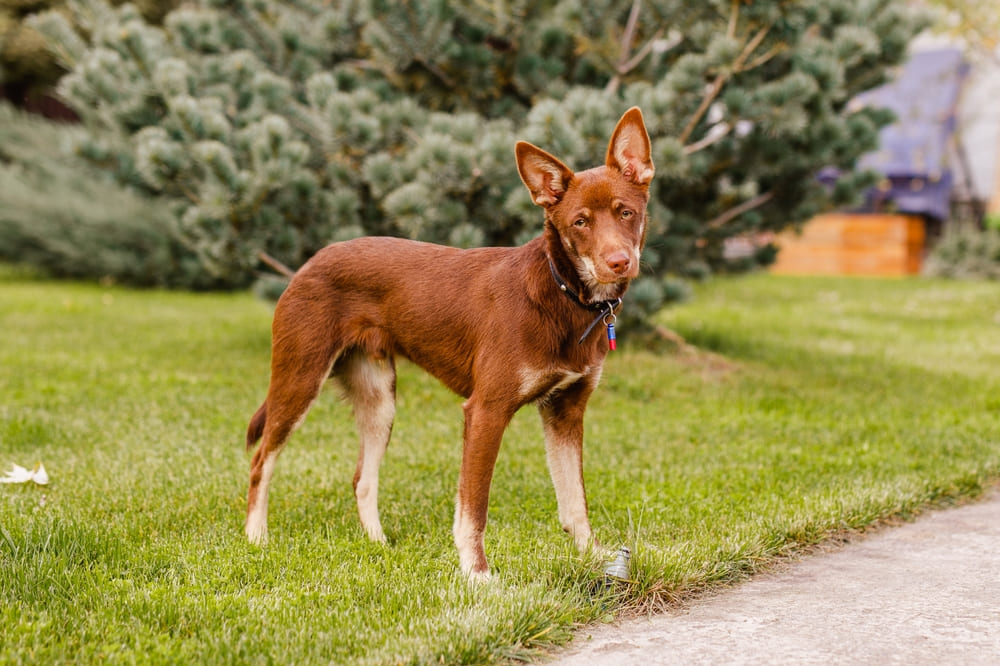 Австралийский келпи стоит на лужайке