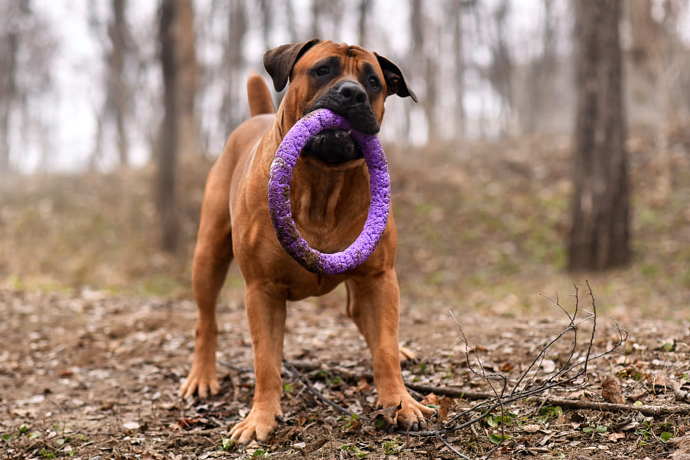 Порода бурбуль