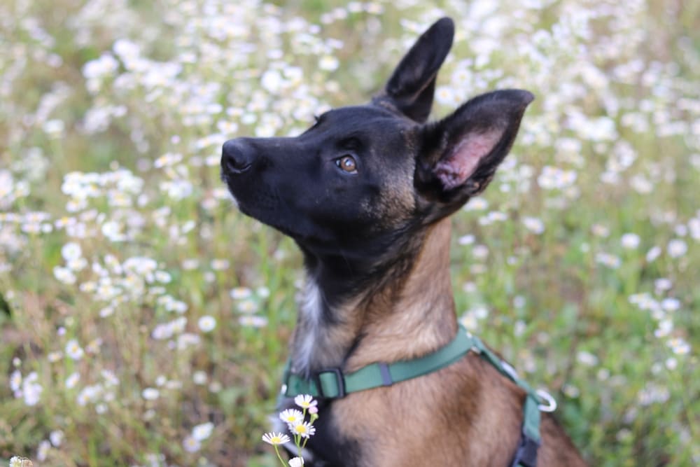 Бельгийская овчарка с белым пятном на шее