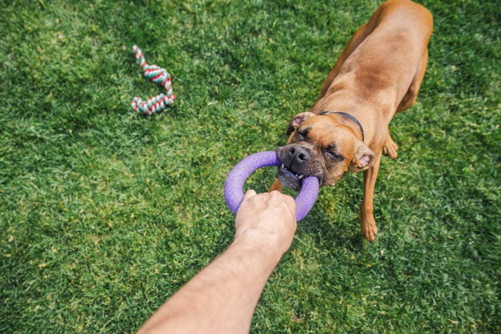 Боксер играет