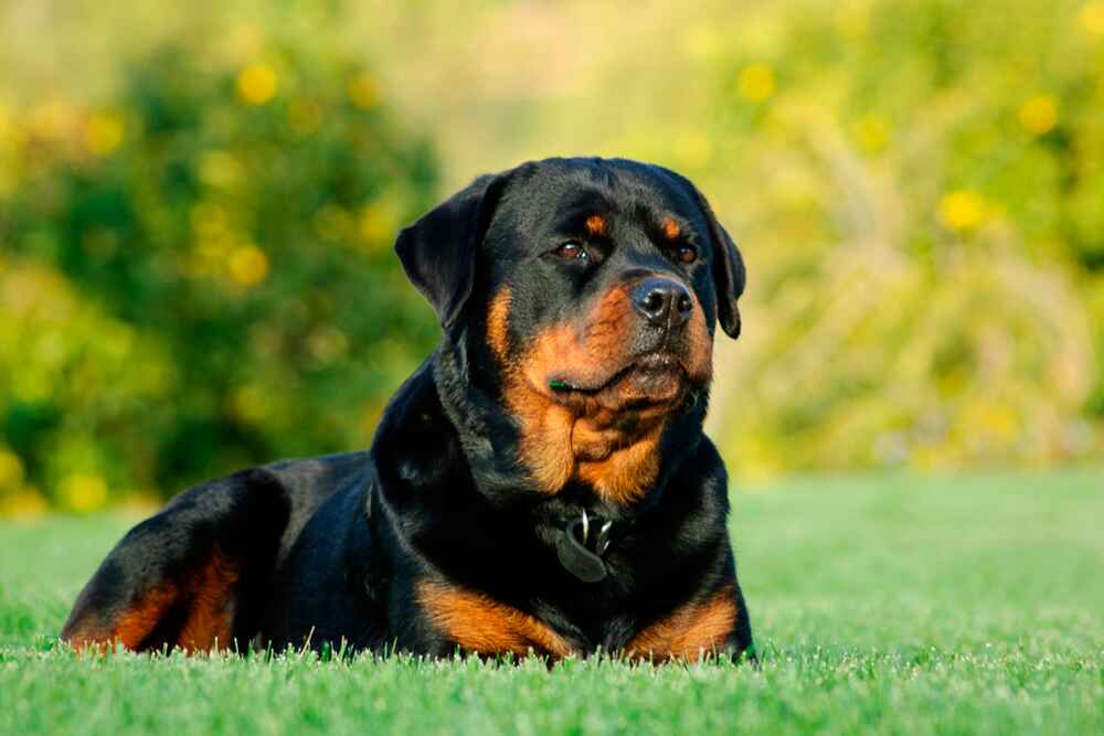 Портрет ротвейлера