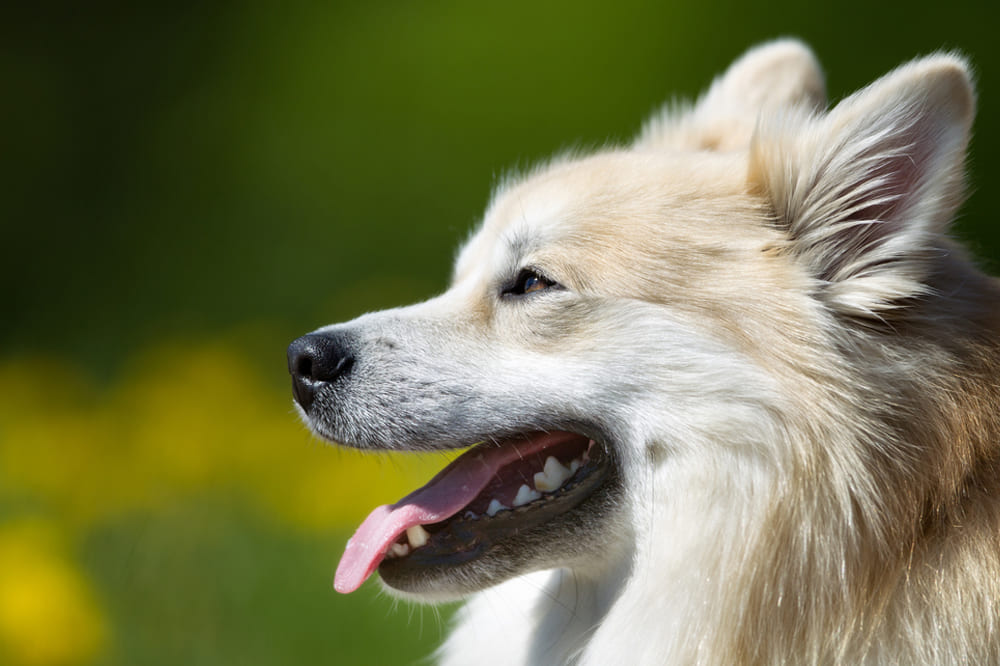 Морда исландской собаки