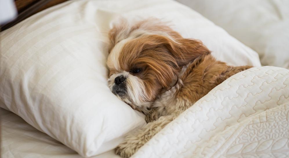 Почему щенок или собака храпит во сне: 13 причин