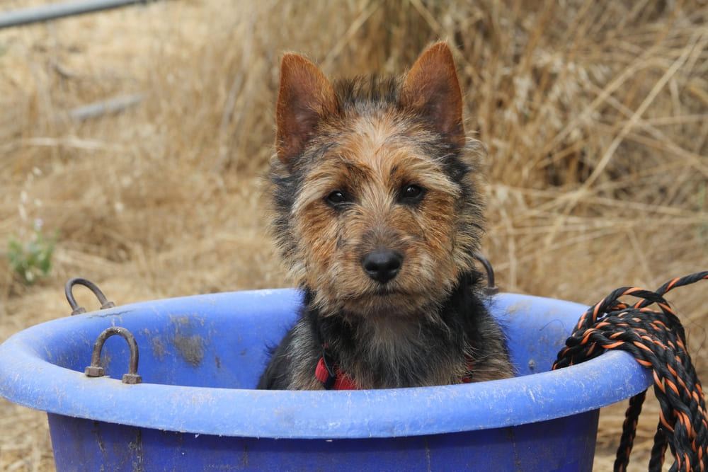 Красивый австралийский терьер смотрит в камеру