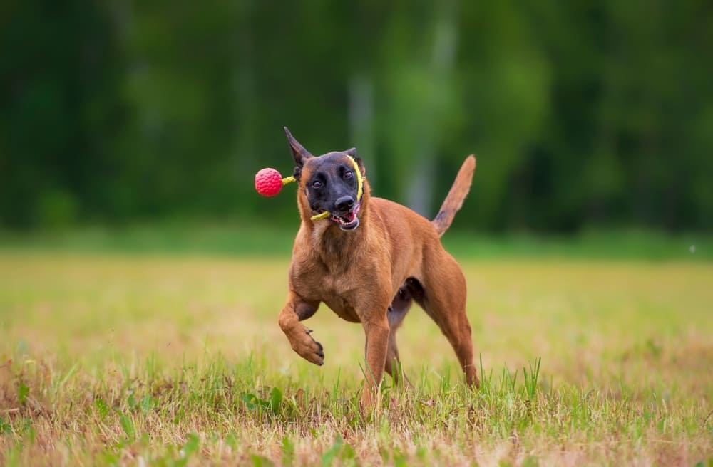 Малинуа с игрушкой