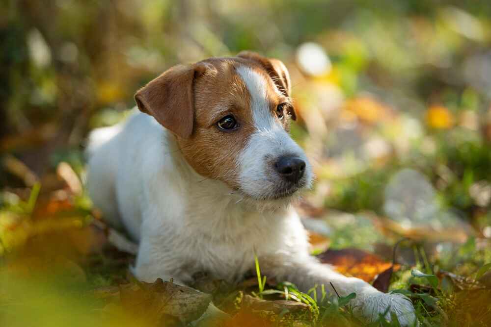 Изображениe — Молодой парсон-рассел-терьер Молодой парсон-рассел-терьер