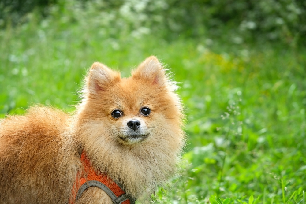 Рыжий померанский шпиц