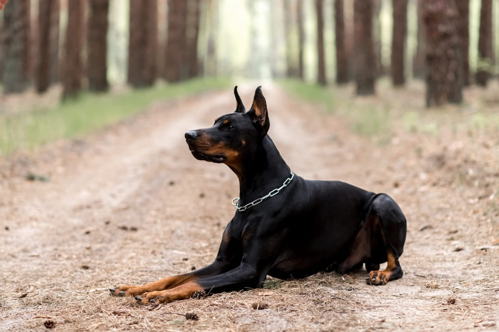 Доберман отдыхает