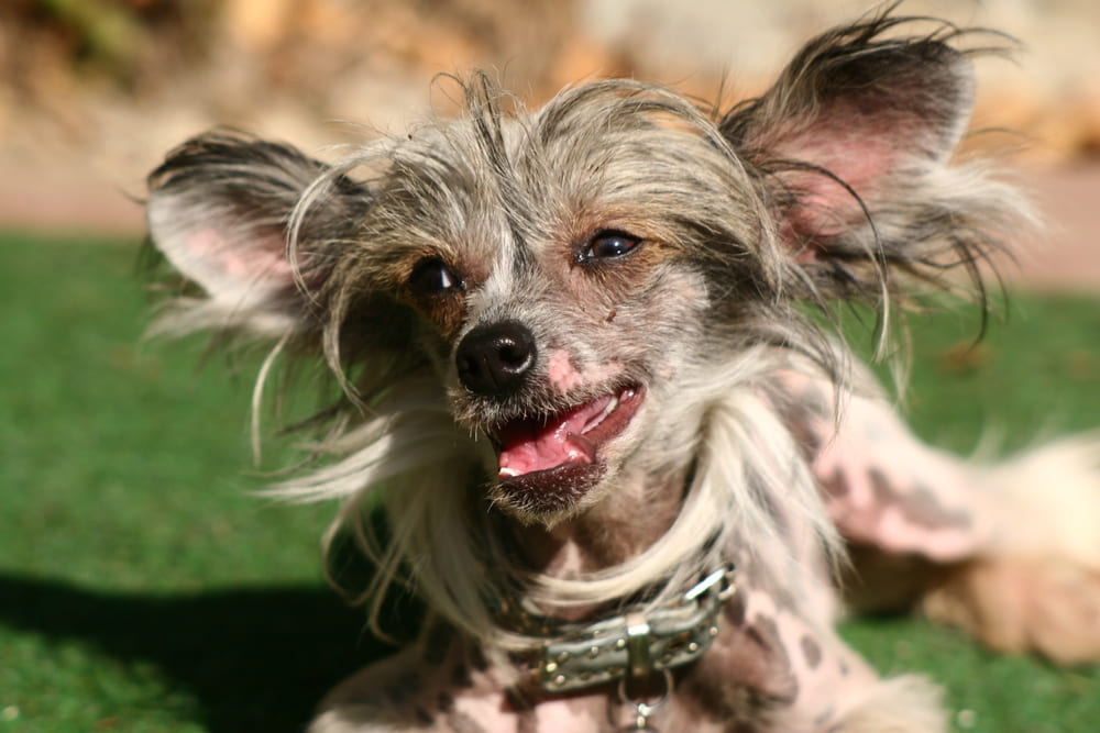 Красивая китайская хохлатая собака