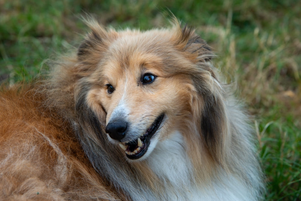 Колли смотрит в сторону