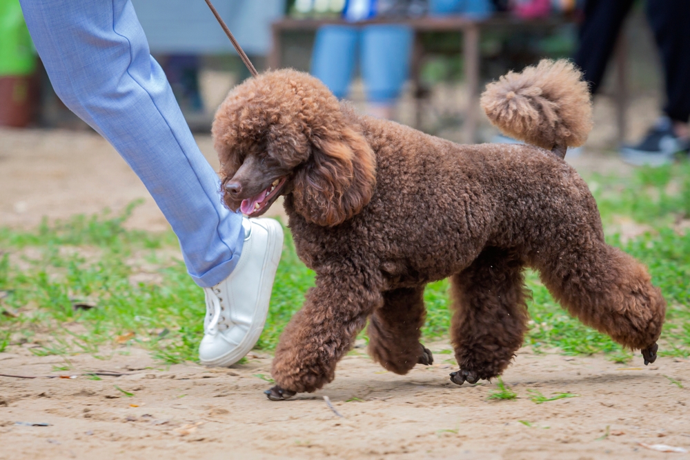 Коричневый пудель на выставке