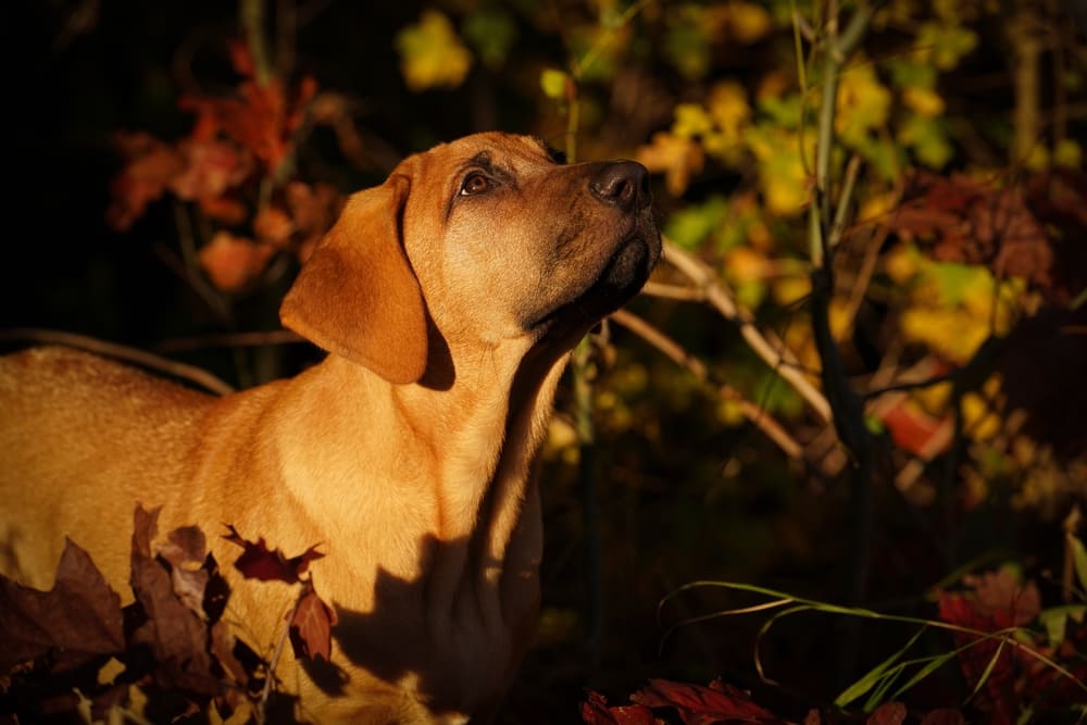 Щенок породы брохольмер смотрит вверх
