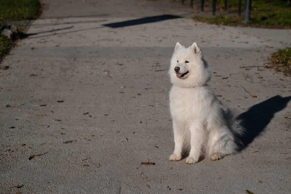 Самоедская собака сидит
