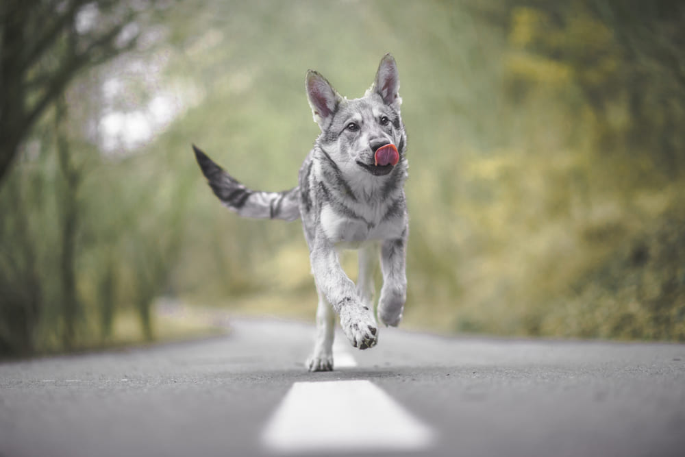 Волчья собака Сарлоса бежит по трассе