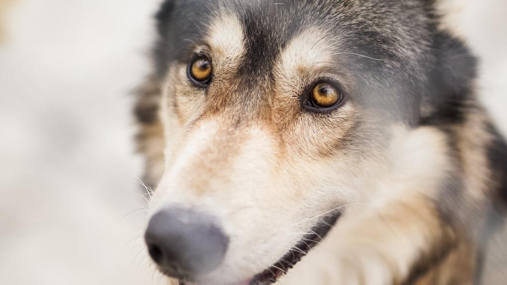 Почему у собаки опухла щека или вся морда: опасные и неопасные причины,  первая помощь, когда нужно обратиться к врачу