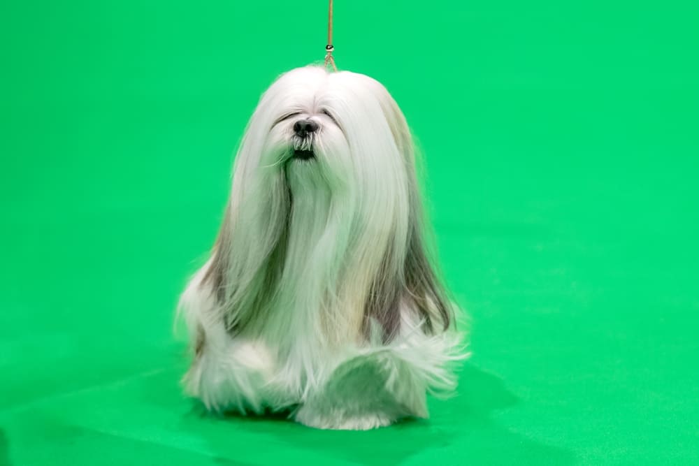 Собака лхаса