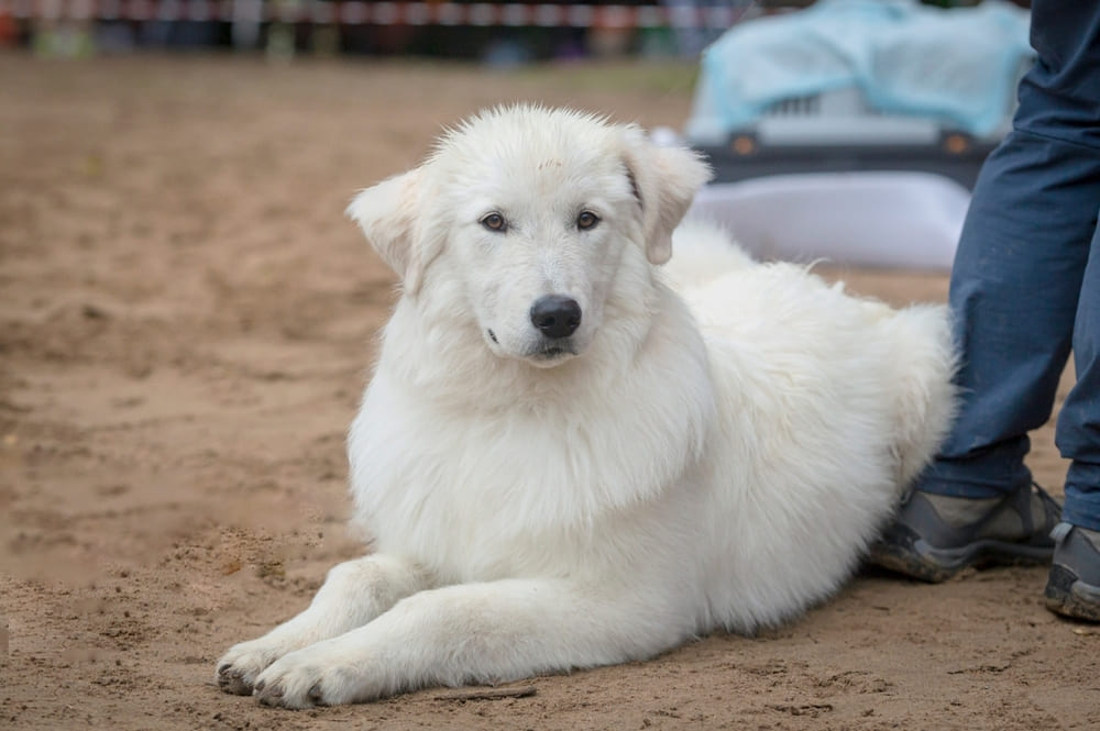 Это маремма-абруццкая овчарка на соревновании