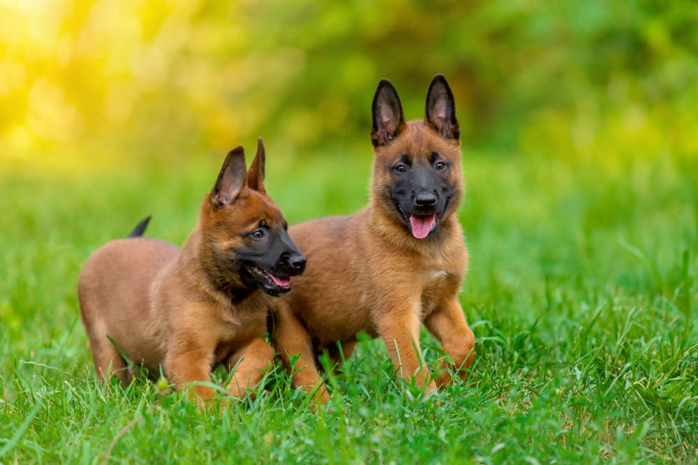 Щенки бельгийской овчарки летом