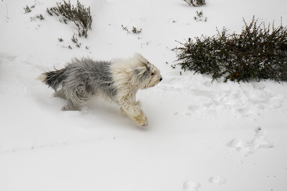 Bobtail