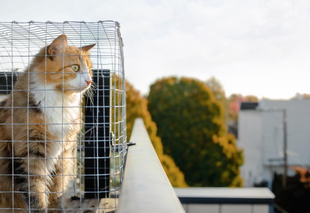 Вольер для кошек на свежем воздухе: 50 хороших идей для дачи