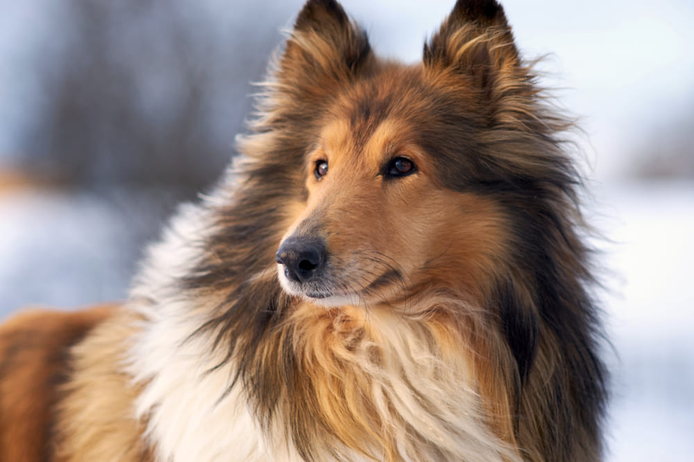 Шотландский колли