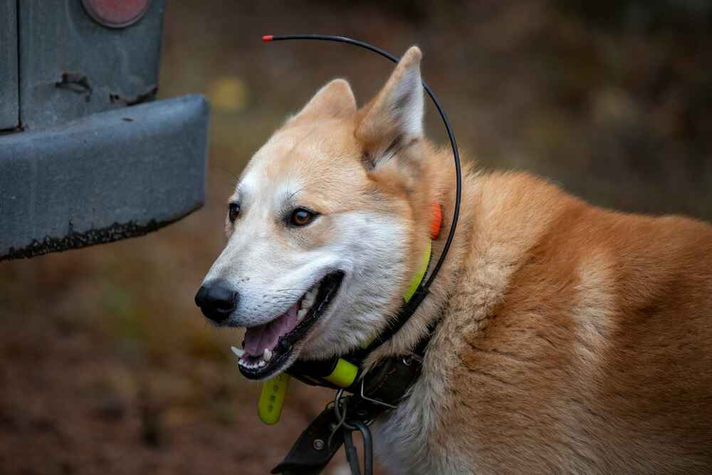Восточно-сибирская лайка с навигатором